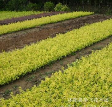 金葉女貞 金葉女貞小苗 金葉女貞球 花卉苗木批發