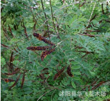 紫穗槐 紫穗槐小苗 叢生紫穗槐 園林綠化苗木 防沙固坡植物批發