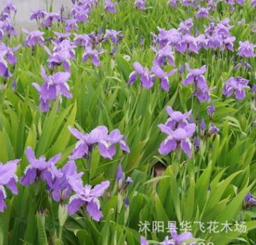 鳶尾 鳶尾花 水生鳶尾 藍花鳶尾苗 水生植物 綠化基地