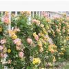 月季批發(fā) 藤本月季 月季花 月季苗