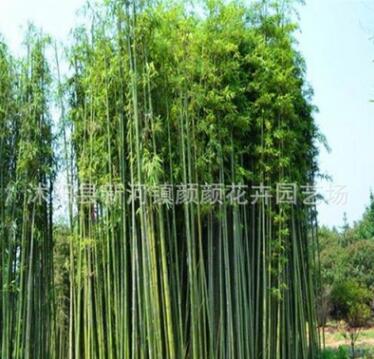 基地綠化苗竹子批發毛竹苗 清水淡竹 青竹苗 紫竹 金鑲玉竹苗批發
