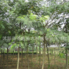 大批種植合歡樹苗 合歡價格 大量合歡苗木歡迎選購 量大優惠