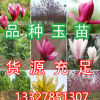 玉蘭樹苗 嫁接紅玉蘭苗 實生白玉蘭小苗 綠化工程苗木 基地直銷