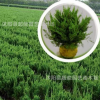 批發綠化柏樹 側柏龍柏小苗嫁接龍柏 龍柏樹苗 園林綠化