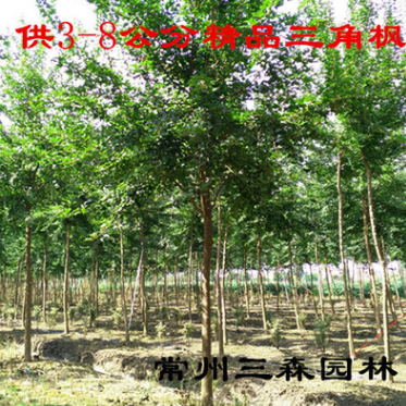 100畝基地供應8-12公分精品三角楓 苗圃定植精品