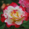 庭院花卉盆栽綠植 大花月季花苗 月季苗 紅雙喜 當年開花大苗