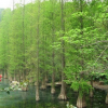 供應優(yōu)質(zhì)水杉，水杉供應，水杉價格，價格低規(guī)格齊全