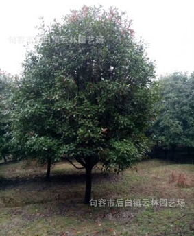 高桿紅葉石楠 紅葉石楠樹