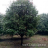 高桿紅葉石楠 紅葉石楠樹