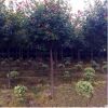 聞香園林苗圃6公分高桿紅葉石楠樹苗 工程綠化行道樹高桿石楠