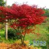 沭陽苗圃直銷中國紅楓日本紅楓三季紅楓樹苗庭院觀賞景觀樹苗木
