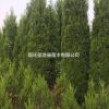 檜柏大量供應 塔柏 刺柏 蜀檜 基地供貨
