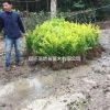 優質金葉女貞苗 大葉女貞樹 榆葉梅 丁香