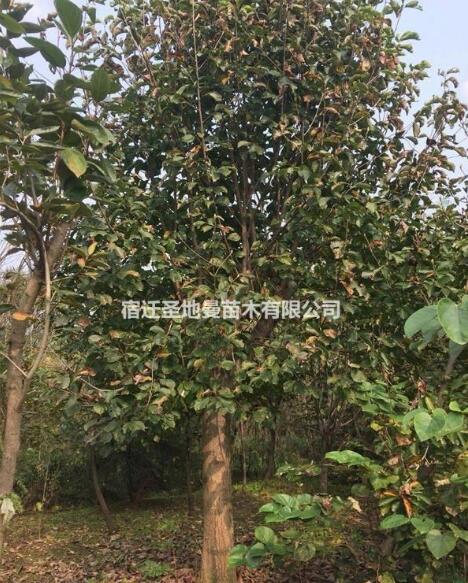 宿遷產地紫玉蘭 紅黃白玉蘭 廣玉蘭 櫻花 國槐 櫸樹
