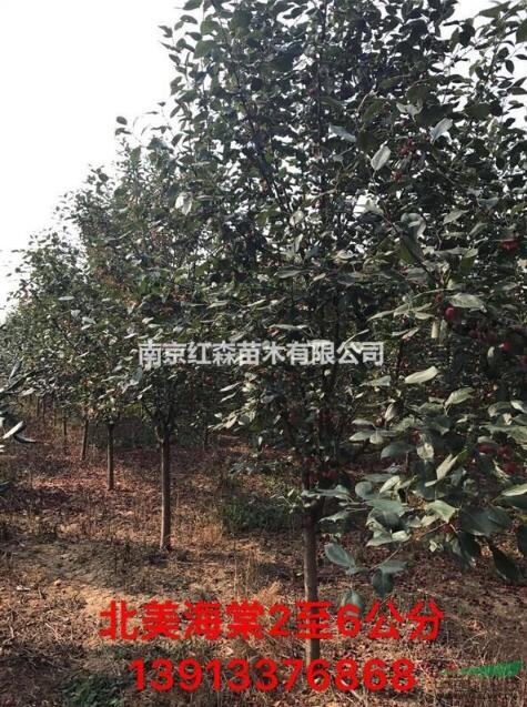 常年供應2-6公分北美海棠