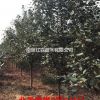 常年供應(yīng)2-6公分北美海棠