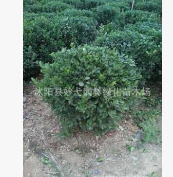 苗圃直銷 大葉黃楊苗 大葉黃楊球 大葉黃楊樹 園林綠化工程苗齊全