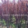 苗圃直銷 紅、紫葉李小苗 工程綠化苗 規(guī)格齊全 實地看貨