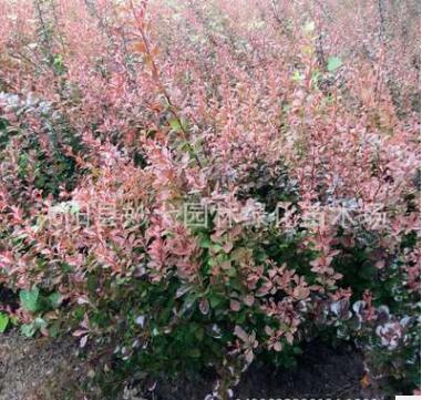 苗圃直銷 大量紅葉小檗苗 球 工程綠化園林苗 盆栽地栽苗自銷