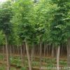 批發(fā)白蠟速生小苗 綠化工程苗木 行道風(fēng)景綠化 根系發(fā)達(dá)速生白蠟
