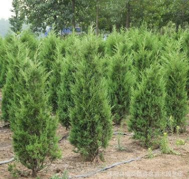 基地批發(fā)蜀檜小苗蜀檜優(yōu)質綠化苗品種齊全蜀檜樹 量大優(yōu)惠
