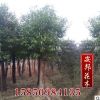 大量供應香樟綠化樹木 香樟樹 規格齊全香樟苗 名貴樹苗 量大優