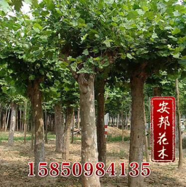 批發供應優質苦楝苗 綠化喬木 易成活 品種齊全