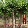 批發供應優質苦楝苗 綠化喬木 易成活 品種齊全
