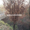 紅葉李 肥西紅葉李 紅葉李價格
