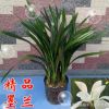 批發精品墨蘭盆栽蘭花鐵蘭國蘭春蘭建蘭金邊墨蘭花苗企黑君子蘭苗