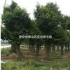 柿子樹