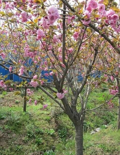 櫻花2行情報價\櫻花2圖片展示