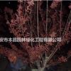 泰安紫葉李，泰安6公分7公分8公分9公分10公分紫葉李紅葉李