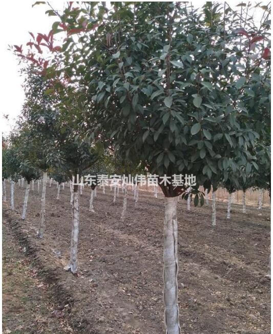 5一6公分高桿紅葉石楠