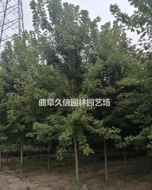 美國紅楓3-12公分