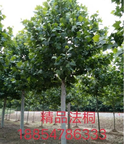 法桐之鄉