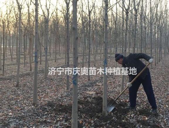 10公分白蠟