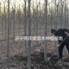 10公分白蠟