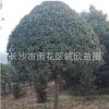 湖南桂花 湖北綠化苗木 基地直銷11-15公分精品金桂