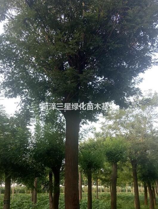 30公分國槐