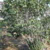 紫荊，叢生紫荊，大叢生紫荊，叢生紫荊價(jià)格，叢生紫荊供應(yīng)