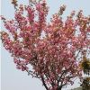櫻花行情報價\供應 地徑6—10公分cm