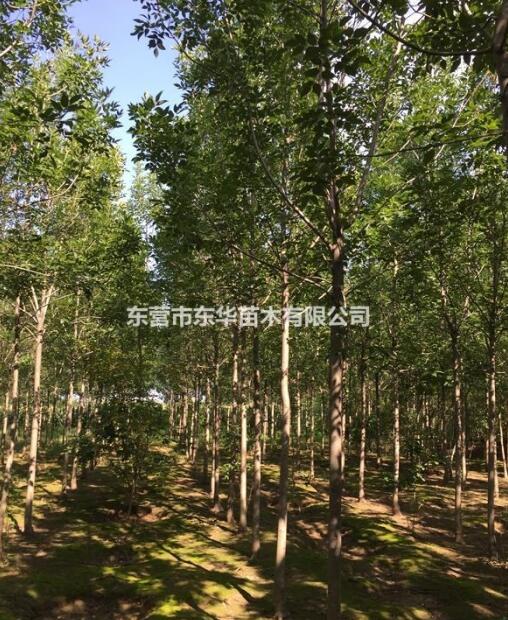 白蠟