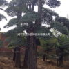 對節白蠟基地
