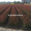 常州夏溪色塊苗基地直銷(xiāo)【紅葉石楠】【金邊黃楊】等