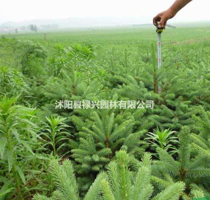 云杉市場價 2017云杉市場行情 云杉樹苗種植基地 云杉圖片