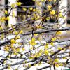 臘梅市場價(jià) 臘梅價(jià)格 臘梅圖片 臘梅種植基地 江蘇臘梅