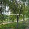 2017垂柳小苗批發 垂柳價格 垂柳圖片 垂柳苗圃基地