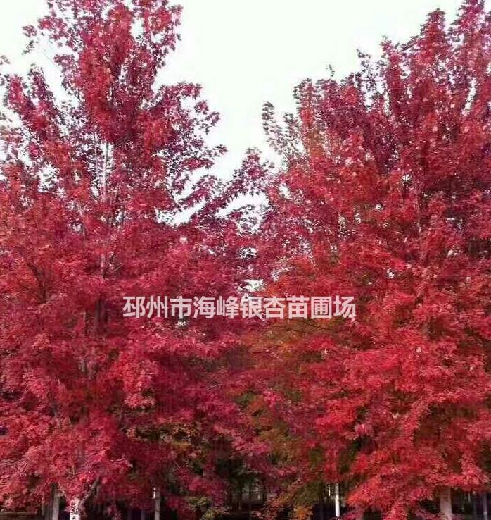 大規(guī)格美國紅楓價(jià)格 美國紅楓