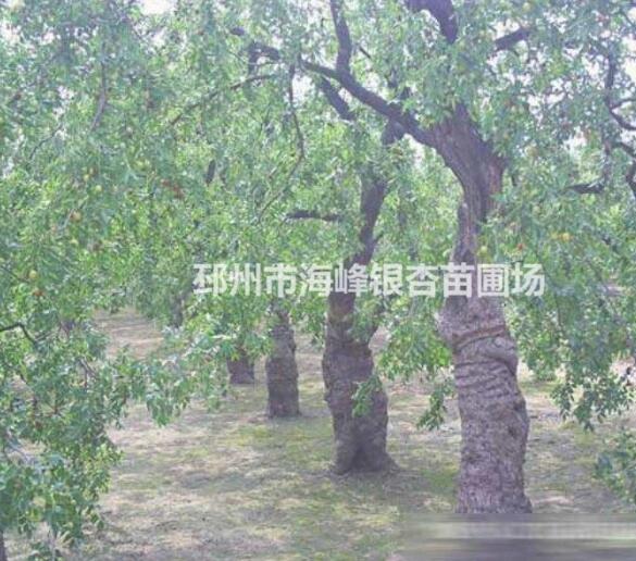 原生法桐價(jià)格 法桐 原生法桐